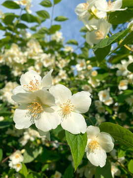 Celinda plant full of white flowers in spring