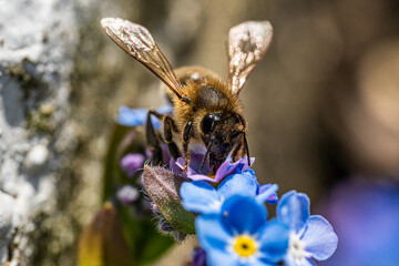 Bee on a flower collecting pollen. Honeybee gathering nectar from summer blossoms
