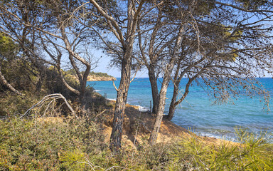Fototapeta na wymiar Beautiful Pines in Ametlla de Mar, Costa Daurada, Catalonia