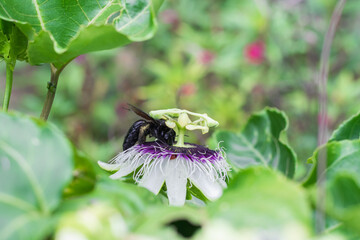 bombus atratus, pauloensis, black manganga or paramo bumblebee (abejorro negro), flower pollination in passion fruit cultivation. lives mainly in South America, side photo