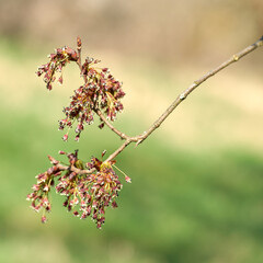 Flower of a fluttering elm (Ulmus laevis) in spring on the banks of the Elbe near Magdeburg