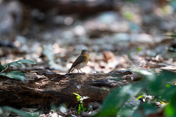 Hill Blue Flycatcher