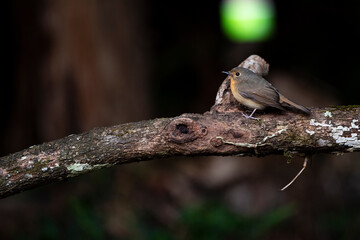 Hill blue Flycatcher