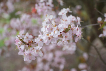 Cherry twig with blooming flowers, sakura. Blurred background with copy space. Selective focus.
