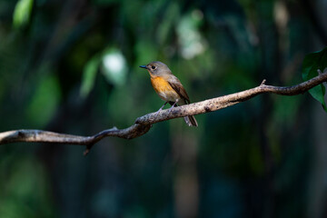 Hill Blue Flycatcher