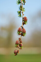 Young female cones of a Japanese larch (Larix kaempferi) in spring in a park near Magdeburg in...