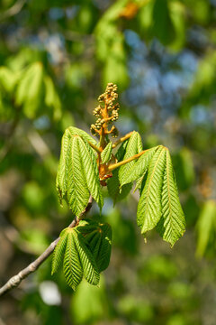 Flower of a horse chestnut (Aesculus) in spring in a park near Magdeburg in Germany