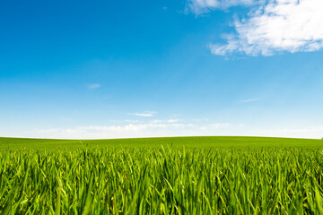 Obraz premium Green hill with dreamy clouds and blue sky in the background.