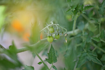 Tomates en Fleur 