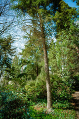 Dark green forest landscape. Wild Forest