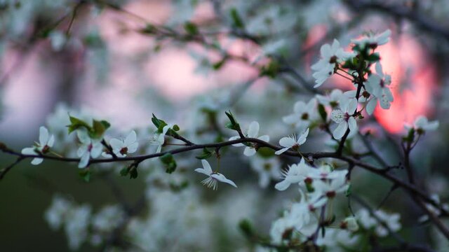 Cherry plum in blossom promising future abundance of fruits. Dreamy view at white delicate flowers at sunset. Dolly right.