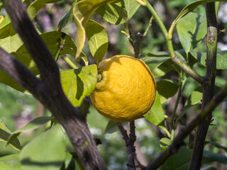 Lemon on a lemon tree