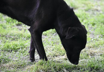 24 627 Animal Dog Breeder Wall Murals Canvas Prints Stickers Wallsheaven