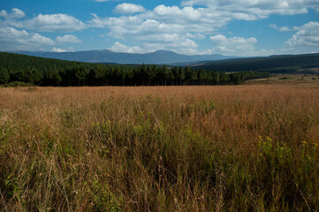 Obraz premium beautiful clouds over the edge of a pine tree plantation showing the open lands of grass fields