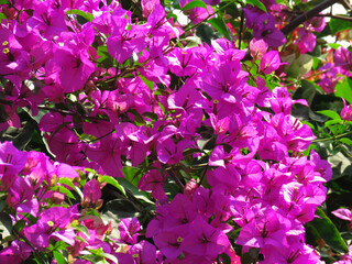 Bougainvillea flowers, pink flowers in the garden, Bougainvillea is a genus of thorny ornamental vines, bushes    