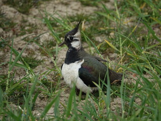 lapwing (Vanellus vanellus) at nest in farmers field, sheltering its young