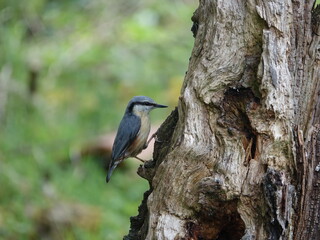 Eurasian nuthatch (Sitta europaea)
