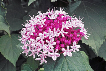 inflorescence of Clerodendrum bungei