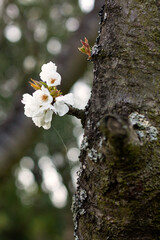 Flower of blooming cherry in the garden