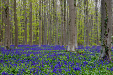 Hallerbos (English: Hallerbos) with the giant Sequoia trees and a carpet full of purple blooming bluebells in springtime, turns the forest into a magical setting for a hike in nature. 
