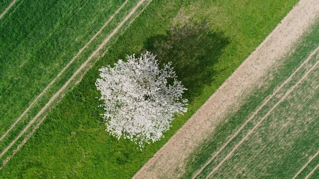 Dronen Aufnahme eines einzelnen bl&uuml;henden Apfelbaums