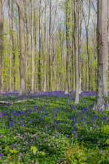 Fototapeta na wymiar Hallerbos (English: Hallerbos) with the giant Sequoia trees and a carpet full of purple blooming bluebells in springtime, turns the forest into a magical setting for a hike in nature. 