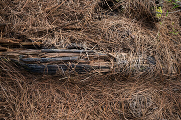 Dead tree laying on the ground of a Pine tree plantation forest covered in dead brown pine needles