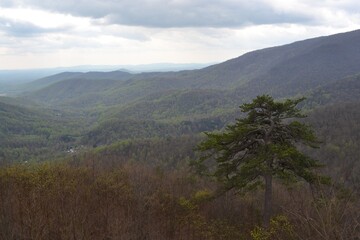 tallest tree on the mountain