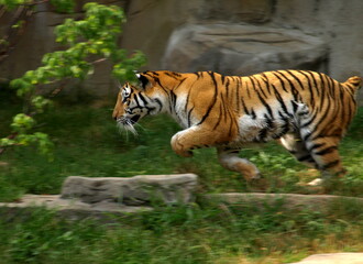 Tiger running