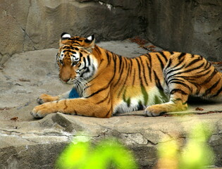 Fototapeta na wymiar tiger at play