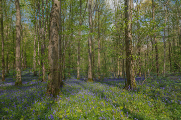 Hallerbos (English: Hallerbos) with the giant Sequoia trees and a carpet full of purple blooming bluebells in springtime, turns the forest into a magical setting for a hike in nature. 