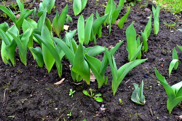 tulip leaves in the garden