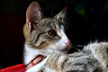 portrait of a domestic cat