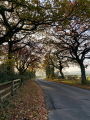 Twisting country rural road in the autumn under tree cover on a misty autumn morning in County Durham