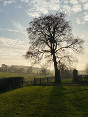Backlit tree in rural countryside with the sun casting shadow through the mist, taken on a cold autumn morning in agricultural County Durham amongst farmland
