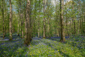 Hallerbos (English: Hallerbos) with the giant Sequoia trees and a carpet full of purple blooming bluebells in springtime, turns the forest into a magical setting for a hike in nature. 