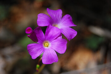 macro nature flower © Kamila