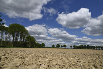 Landscape with a wide field in bright sunshine, blue sky and white clouds