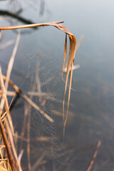 Spinnennetz