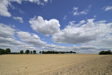 Landscape with a wide field in bright sunshine, blue sky and white clouds