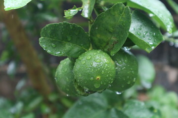 fresh natural lime or lemon fruit after rain season 