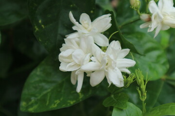 Obraz na płótnie Canvas fresh natural white jusmine flowers natral garden