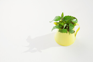 Hemp plant, marijuana leaves in yellow jug on white background. Medical marijuana. Concept of...