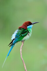 colorful bird calmly perching on thin branch over fine green background in nature, blue-throated bee-eater