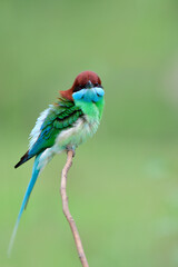 multiple colors bird with green, blue and red head perching on thin branch with puffy feathers, blue-throated bee-eater