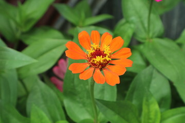 fresh natural zinnia flower beautiful color garden