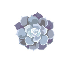 Blue leaved Echeveria Lilacina or Lola on white isolated background, isolated oil painted Succulent Echeveria in Flat design style, concept of Succulents, Window Gardening, Indoors and House Plants.