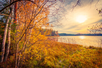 Sunset over the forest lake. Autumn weather. Marshland. Trees without foliage. Beautiful nature. Russia, Europe. View from the shore.