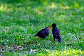 Starling Feeding Chick