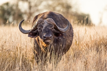 Obraz premium Wonderful portrait of Kenya buffalo. Tsavo West National Park. Kenya